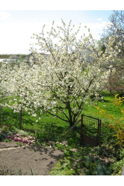 Дерево черешні Мрія Імператора в період цвітіння